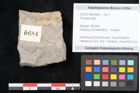 Foto (Objekt + Etikett) von Plantae indet.  (NHMW-GEO-2024-0188-6684)